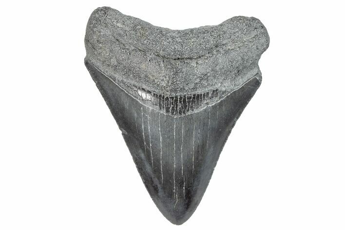 Fossil Megalodon Tooth - South Carolina #286528
